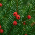 Cis pospolity (Taxus baccata) – opis, wymagania i zastosowanie
