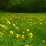 Glistnik jaskółcze ziele – właściwości, zastosowanie, przepisy i uprawa (Chelidonium majus)