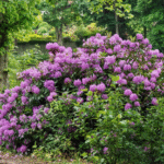 Najpiękniejsze odmiany rododendronów