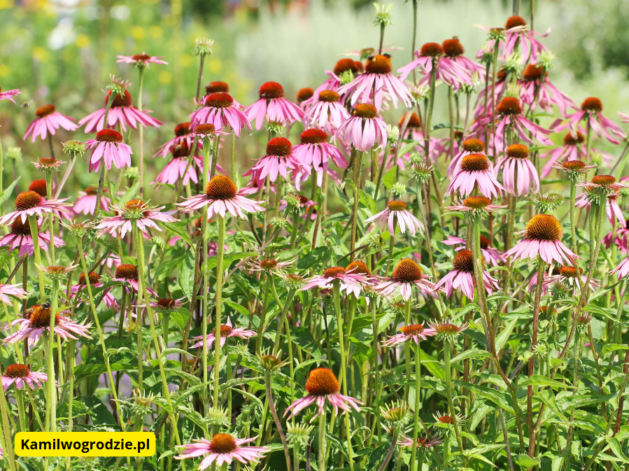 Jeżówka purpurowa - Echinacea purpurea  foto canva.com