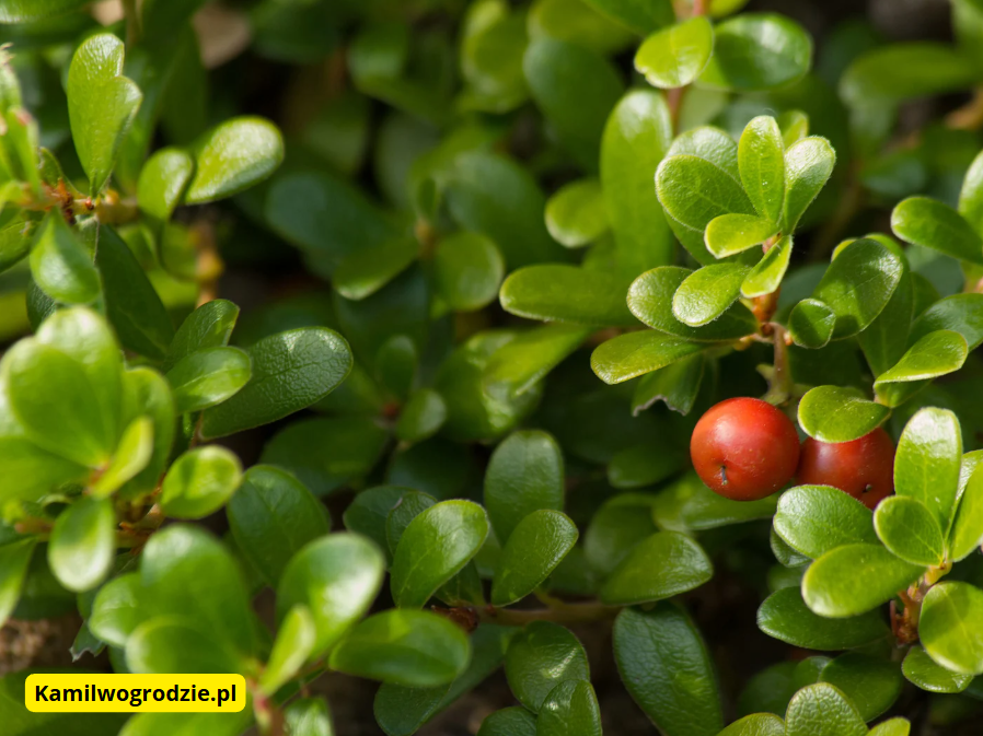 Arctostaphylos uva-ursi