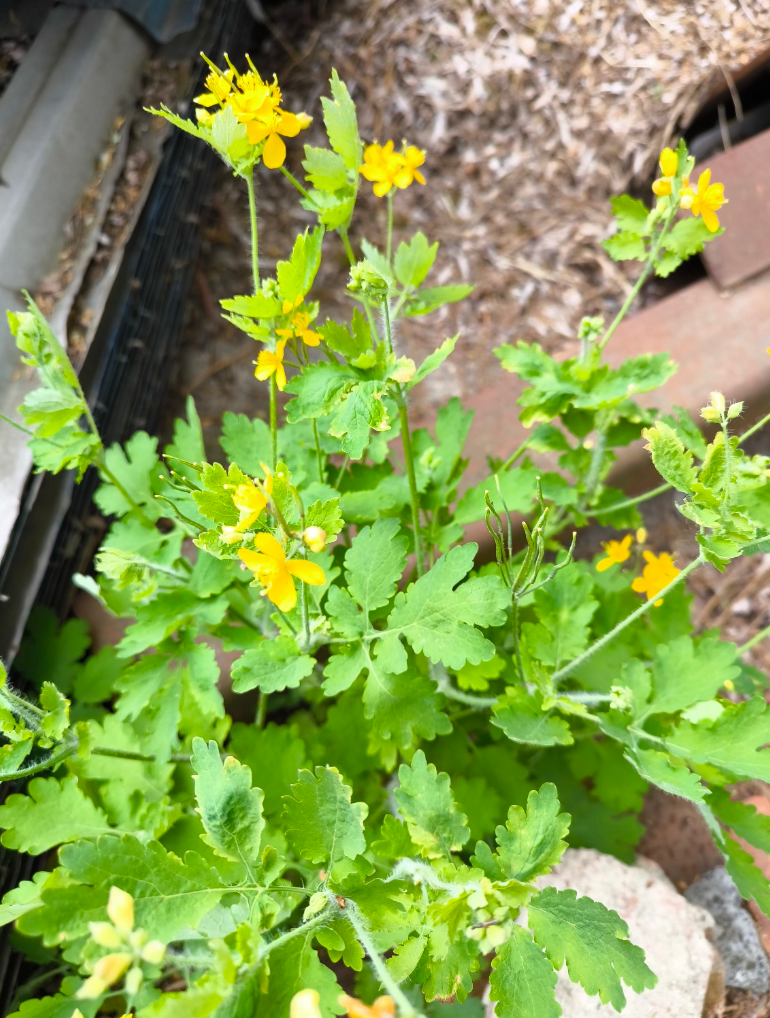 Glistnik jaskółcze ziele (Chelidonium majus) to wyjątkowa roślina lecznicza znana od wieków. Dowiedz się, gdzie występuje i jak wygląda.