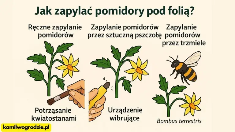 Infografika przedstawia najczęściej stosowane metody zapylania pomidorów w szklarniach i tunelach foliowych. / foto. Kamil w Ogrodzie