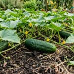 Ogórki gruntowe od A do Z: Jak uprawiać zdrowo i obficie?