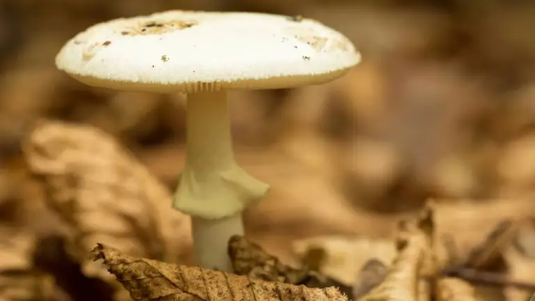 Amanita phalloides Muchomor zielonawy sromotnikowy