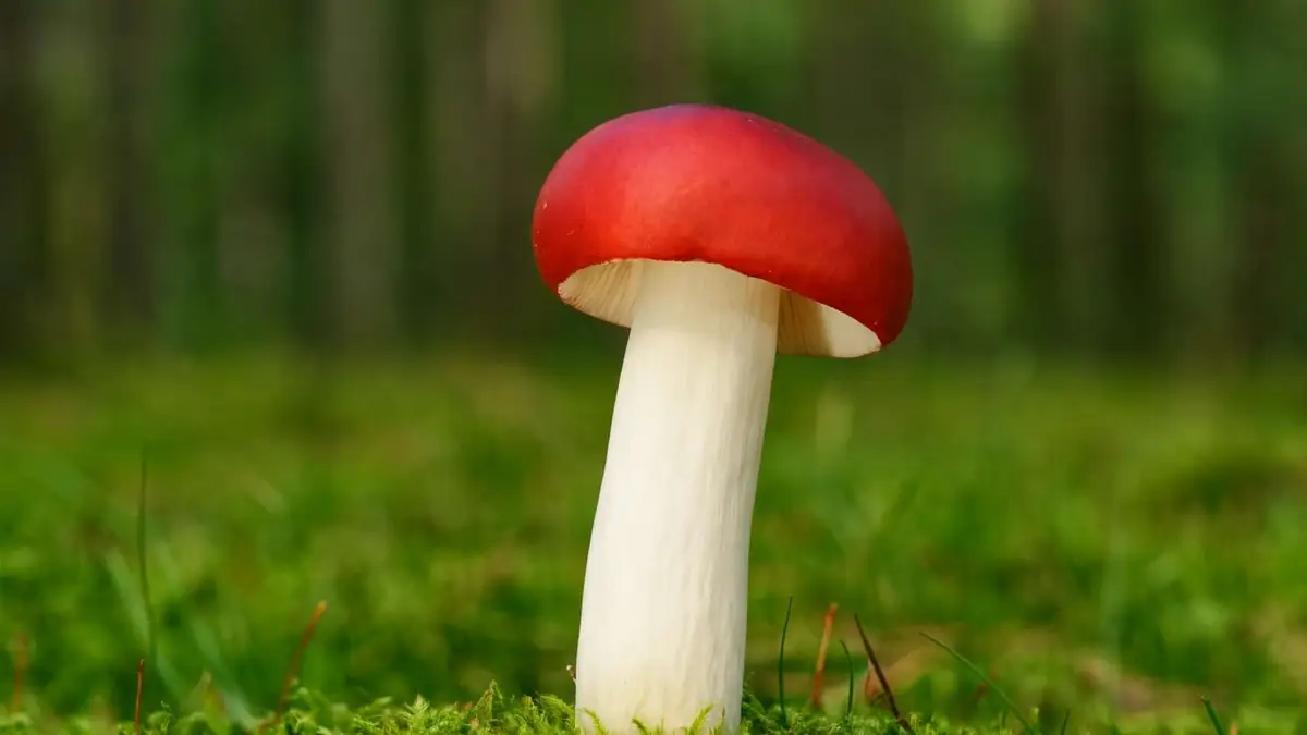 Gołąbek wymiotny (Russula emetica) – opis i występowanie