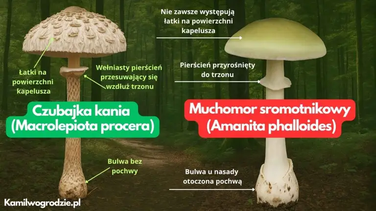 Jak odróżnić czubajkę kanię od muchomora sromotnikowego? Infografika | foto. Kamil w Ogrodzie