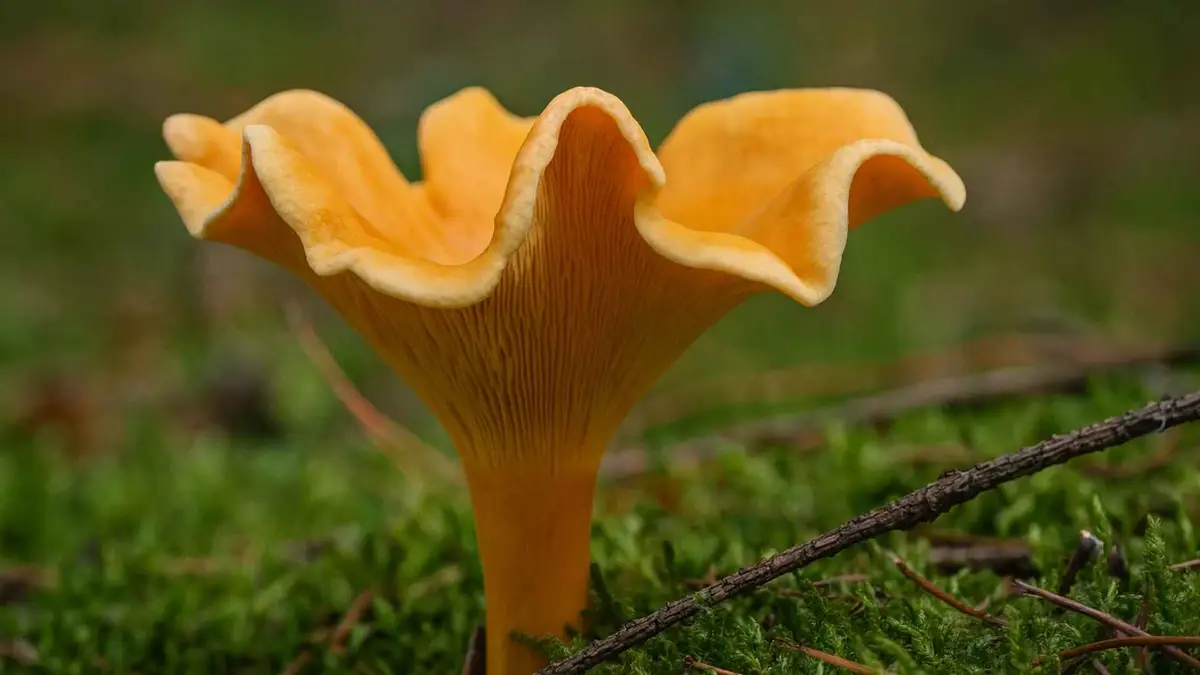 Lisówka pomarańczowa (Hygrophoropsis aurantiaca) – opis i występowanie