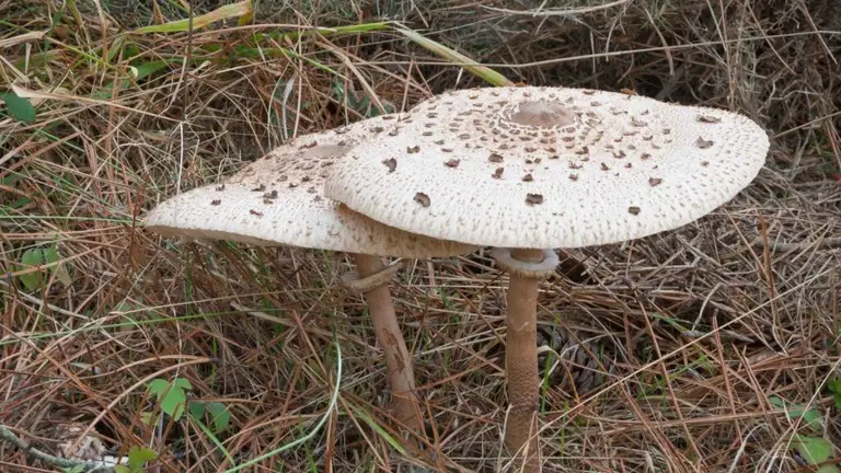 Macrolepiota procera czubajka kania