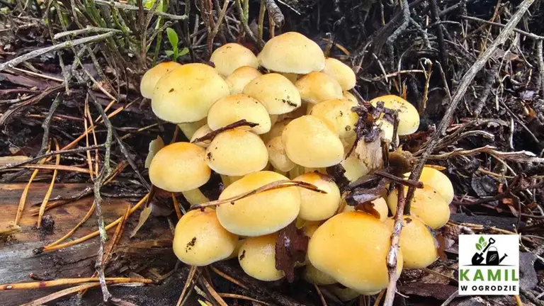 Maślanka wiązkowa (Hypholoma fasciculare) – opis i występowanie