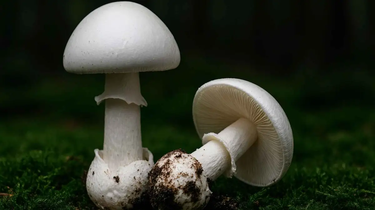 Muchomor wiosenny (Amanita verna) – opis i występowanie Muchomor wiosenny (Amanita verna) – opis i występowanie