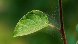 Przędziorki w natarciu. Uwielbiają upał. Jak chronić przed nimi ogród? | fot. Kamil w Ogrodzie