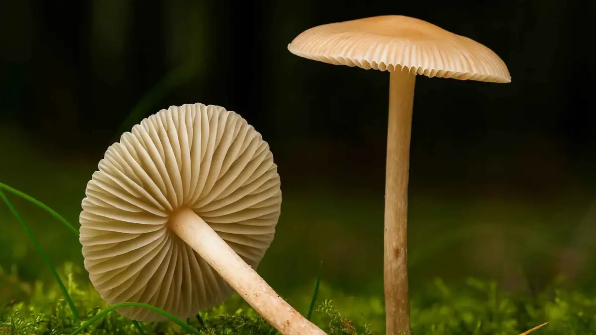 Twardzioszek przydrożny (Marasmius oreades) – opis i występowanie Twardzioszek przydrożny (Marasmius oreades) – opis i występowanie
