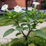 Bieluń dziędzierzawa (Datura stramonium) – roślina magii i cienia