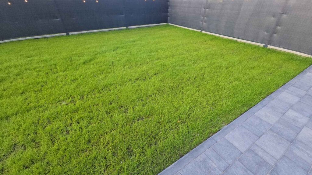 FLORO GARDEN - Trawa z rolki po 40 dniach od założenia | foto. Kamil w Ogrodzie
