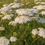 Gnojówka i opryski z krwawnika – naturalna tarcza ochronna dla Twojego ogrodu