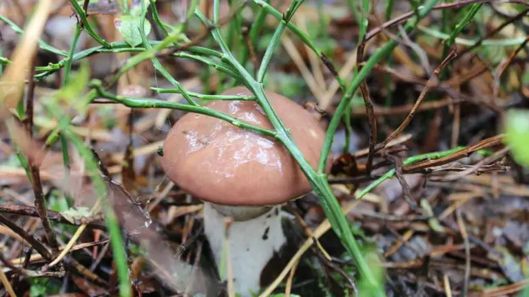 Maślaki Suillus Gray