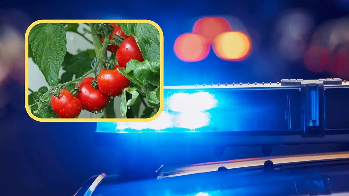 Monitoring ich nagrał. Kradli pomidory z tuneli – grozi im do 5 lat więzienia