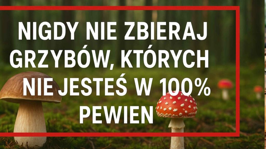 Nigdy nie zbieraj grzybów których nie jestes pewien pewna