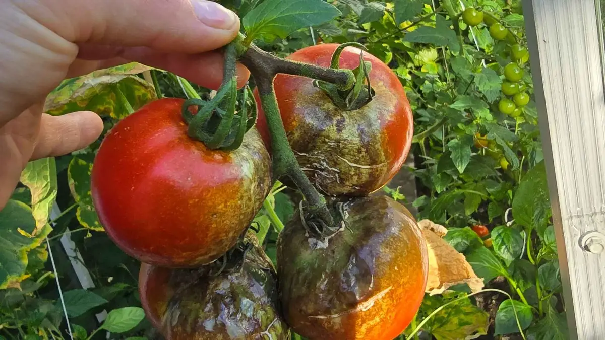 Tydzień nieobecności i po pomidorach. Zaraza ziemniaczana. Co teraz? Tydzień nieobecności i po pomidorach. Zaraza ziemniaczana. Co teraz?