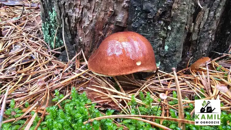 Podgrzyb brunatny Imleria badia 