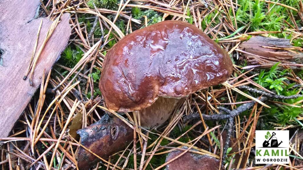 Podgrzyb brunatny – Imleria badia – opis i występowanie | foto. Kamil w Ogrodzie