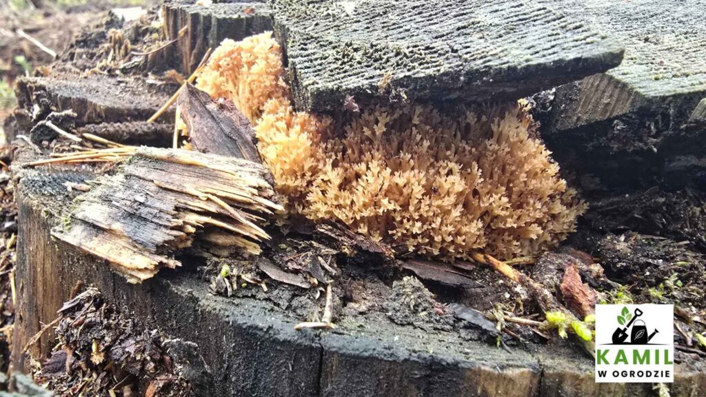 Świecznik rozgałęziony (Artomyces pyxidatus) – opis i występowanie