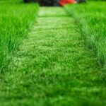 Szwagier zapytał: Po co przycinać trawę? Odpowiedziałem mu tak. | foto. Canva Pro