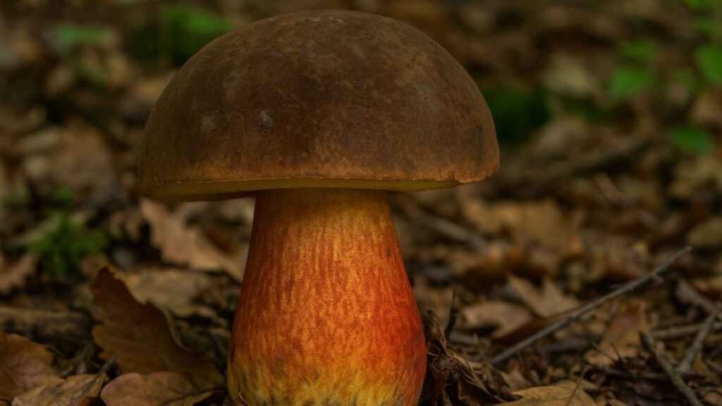 Krasnoborowik ceglastopory, borowik ceglastopory (Neoboletus erythropus (Pers.) C. Hahn)