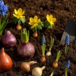 Które cebulki kwiatów sadzimy na jesień aby zakwitły wiosną?