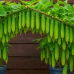 Uprawiaj ogórki bez ogrodu – to proste i dostępne dla każdego