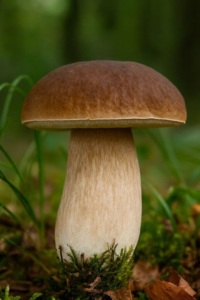 Borowik szlachetny (Boletus edulis Bull.)