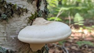 Białoporek brzozowy (Fomitopsis betulina) – opis i występowanie