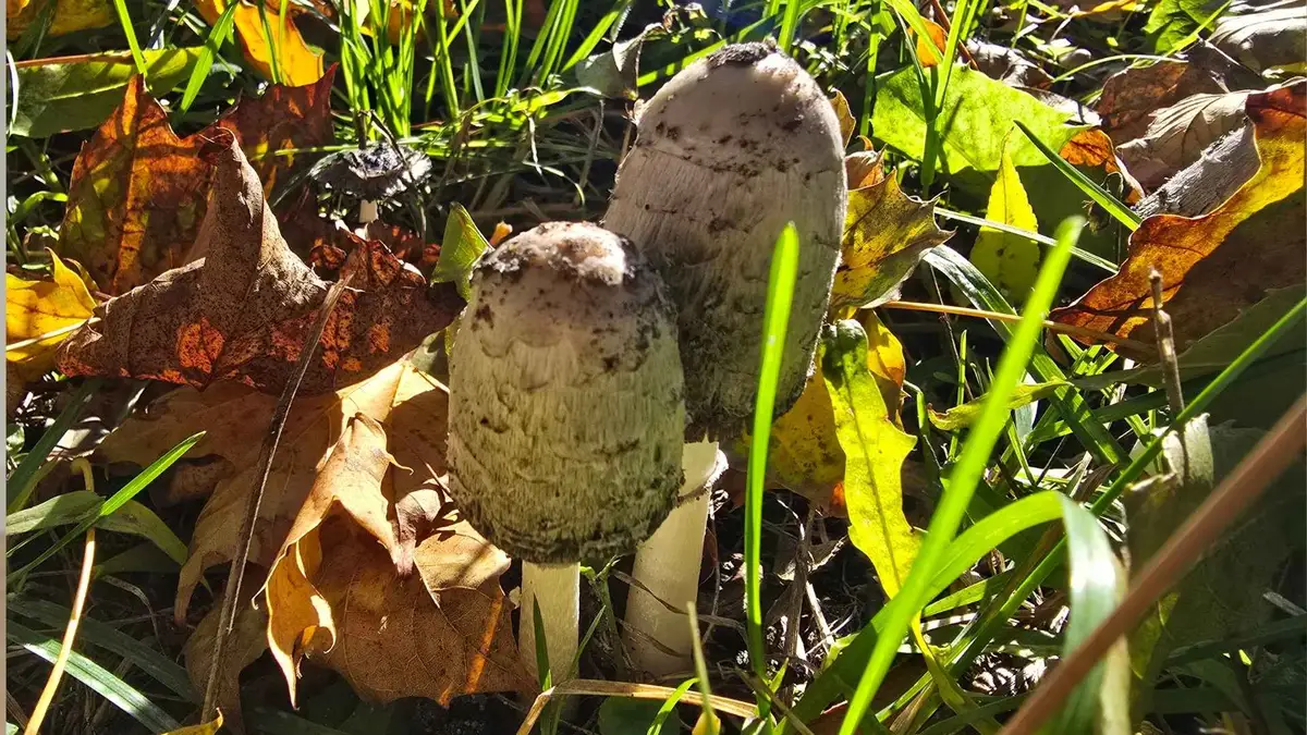 Czernidłak kołpakowaty (Coprinus comatus) – opis i występowanie Czernidłak kołpakowaty (Coprinus comatus) – opis i występowanie