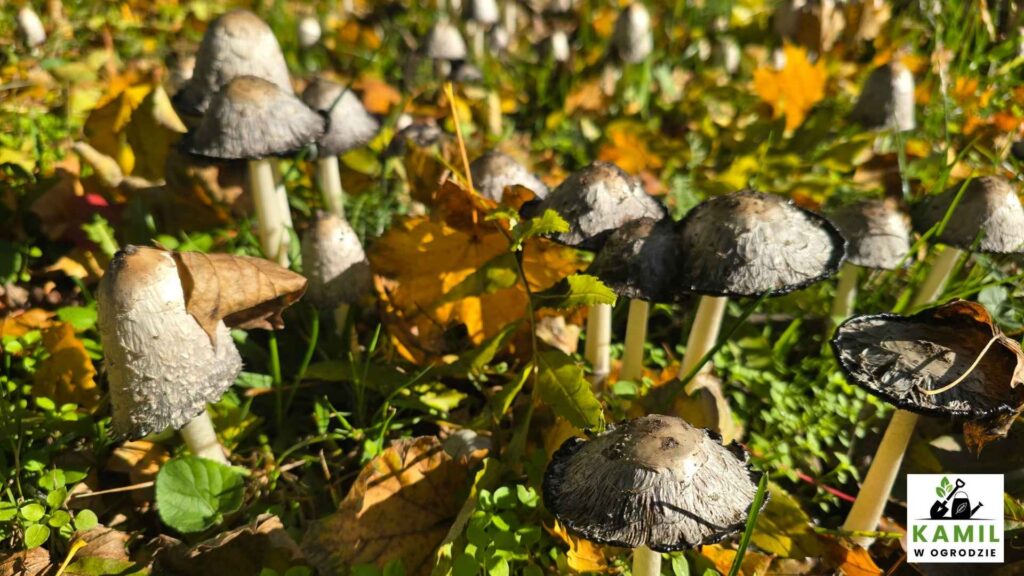 Czernidłak kołpakowaty (Coprinus comatus) – opis i występowanie | foto. Kamil w Ogrodzie