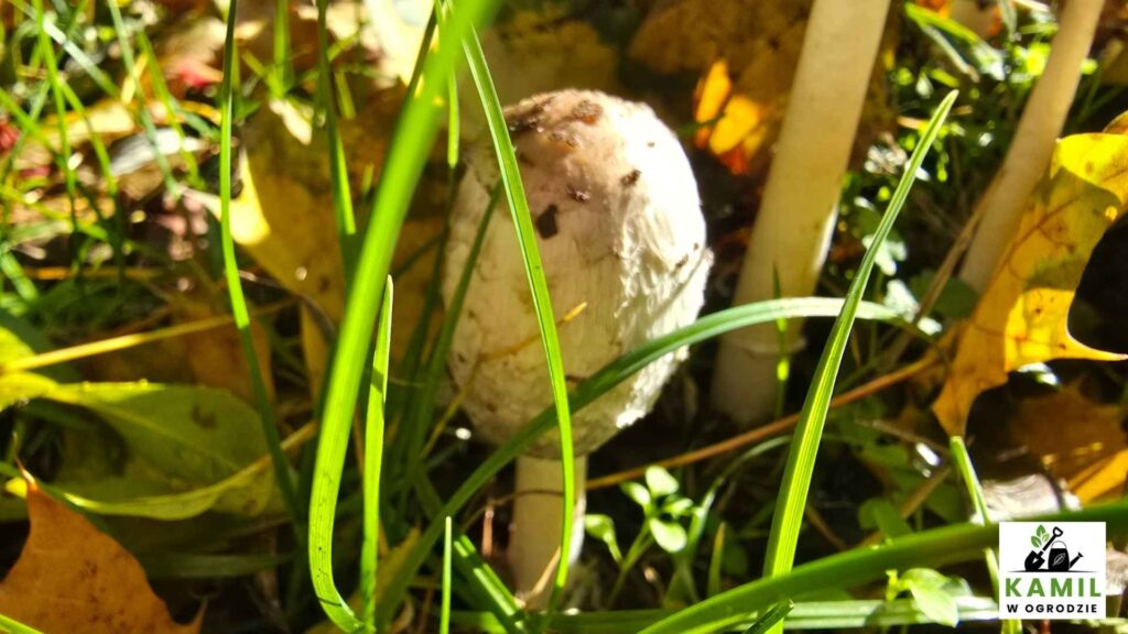 Czernidłak kołpakowaty (Coprinus comatus) – opis i występowanie | foto. Kamil w Ogrodzie
