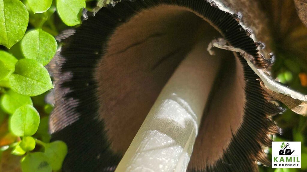 Czernidłak kołpakowaty (Coprinus comatus) – opis i występowanie | foto. Kamil w Ogrodzie