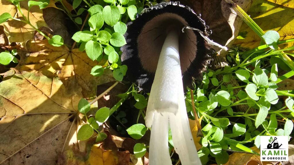 Czernidłak kołpakowaty (Coprinus comatus) – opis i występowanie | foto. Kamil w Ogrodzie