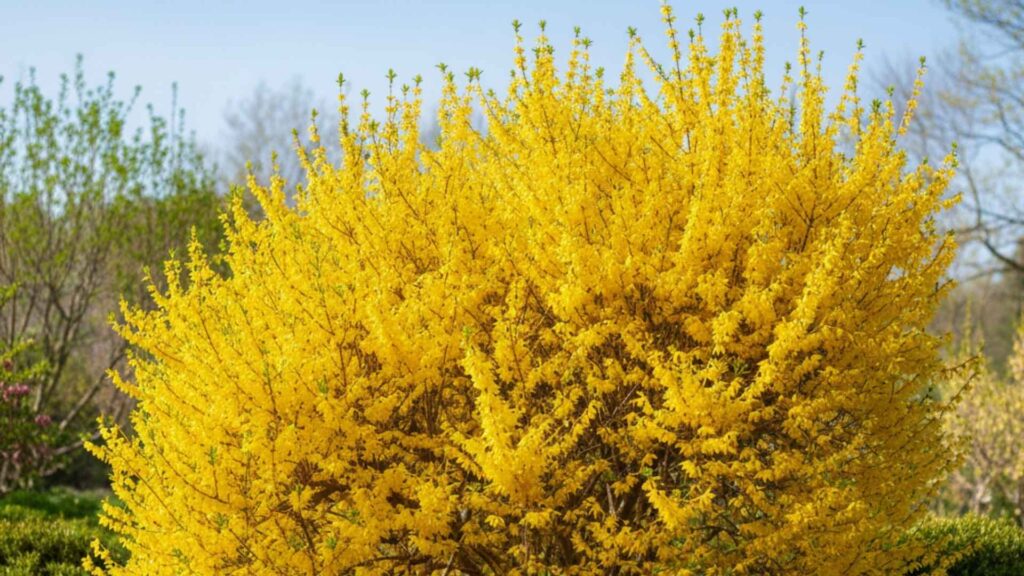 Forsycja pośrednia (Forsythia × intermedia) | foto. Kamil w Ogrodzie