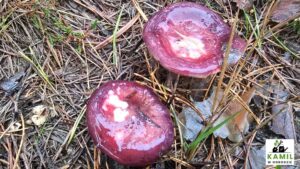 Gołąbek winnoczerwony (Russula vinosa) – opis, cechy rozpoznawcze i występowanie | foto. Kamil w Ogrodzie