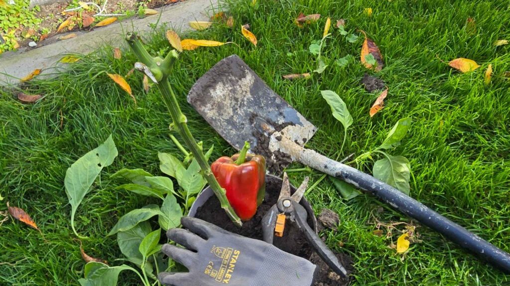 Jak przezimować paprykę w domu, by znów owocowała w kolejnym sezonie? | foto. Kamil w Ogrodzie