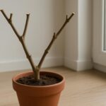 Jak przezimować paprykę w domu, by znów owocowała w kolejnym sezonie? | foto. Kamil w Ogrodzie