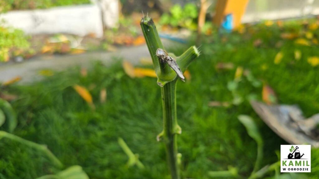 Przygotowana do zimowania sadzonka papryki | foto. Kamil w Ogrodzie