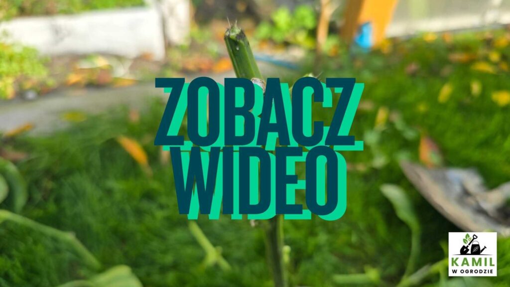 Jak przezimować paprykę w domu, by znów owocowała w kolejnym sezonie?