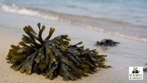 Morszczyn pęcherzykowaty (Fucus vesiculosus) – naturalne źródło jodu i sprzymierzeniec tarczycy | foto. Kamil w Ogrodzie