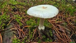 Muchomor cytrynowy (Amanita citrina) – opis, cechy i występowanie | foto. Materiały własne