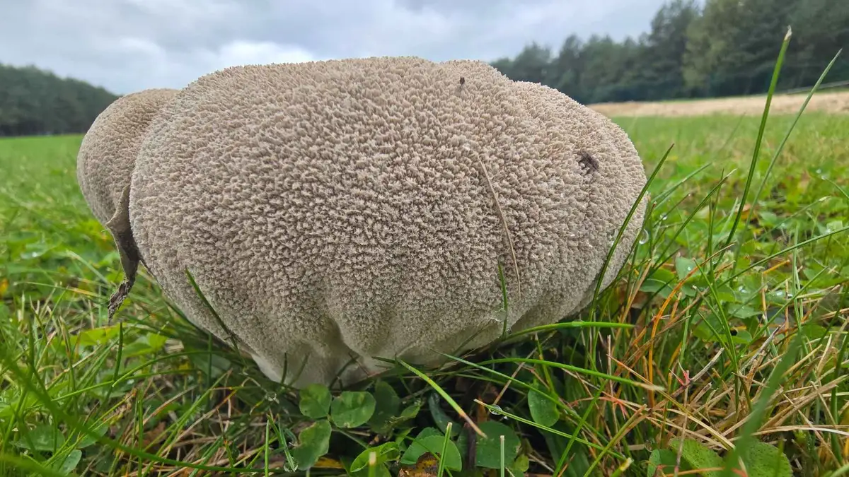 Purchawka oczkowana (Bovistella utriformis) – opis i występowanie