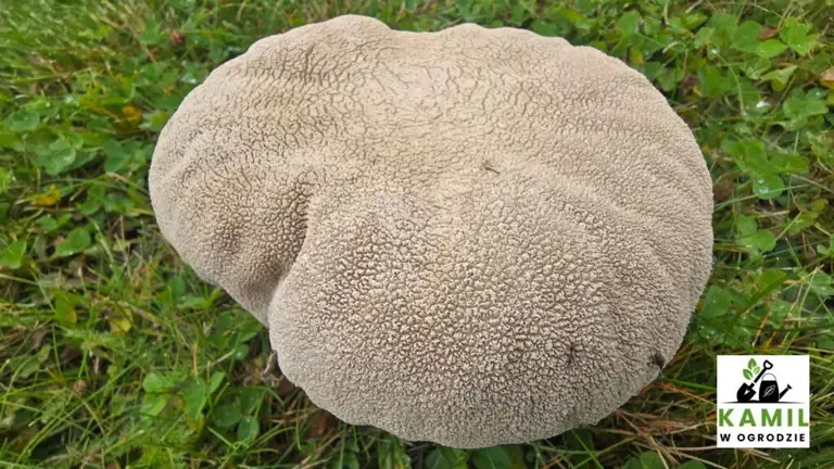 Purchawka oczkowana (Bovistella utriformis) – opis i występowanie | foto. Kamil w Ogrodzie