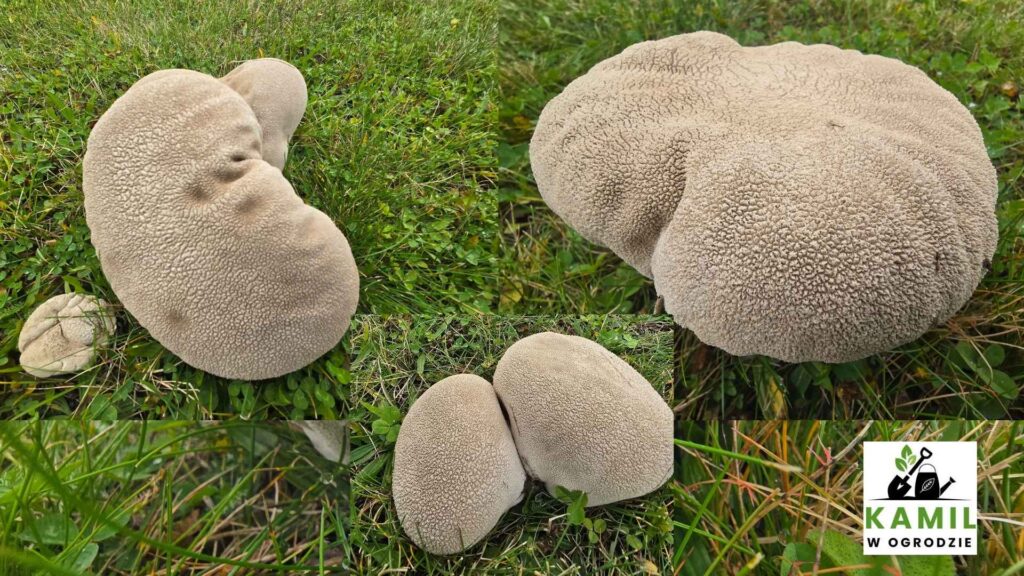 Purchawka oczkowana (Bovistella utriformis) – opis i występowanie | foto. Kamil w Ogrodzie