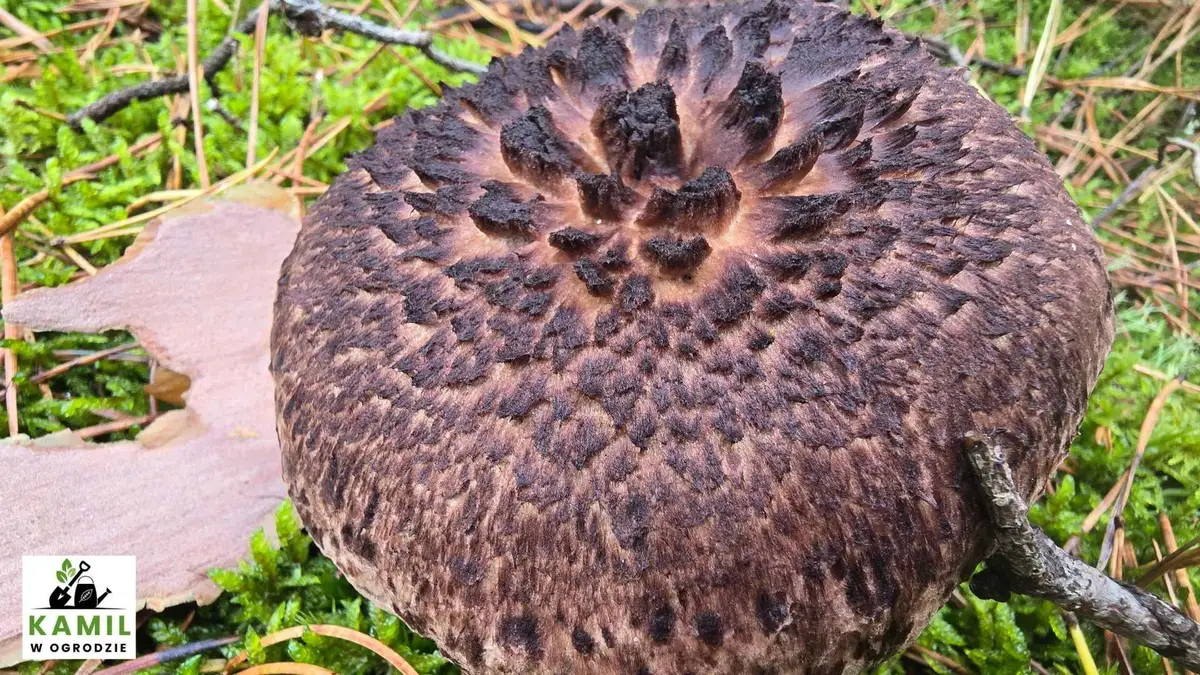 Sarniak sosnowy (Sarcodon squamosus (Schaeff.) Quél.) – opis i występowanie